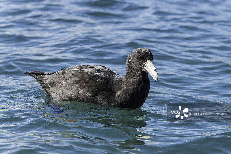 巨海燕，位于阿根廷瓦尔德斯半岛新海湾图片素材