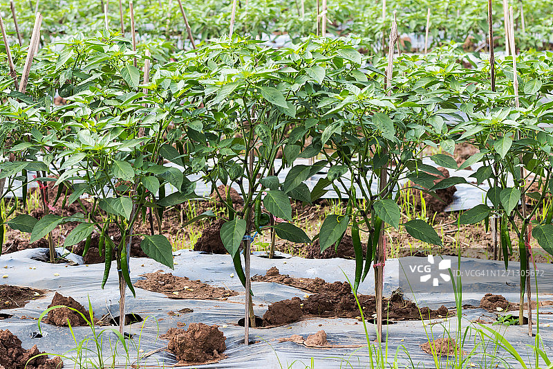 竹架种植的辣椒图片素材