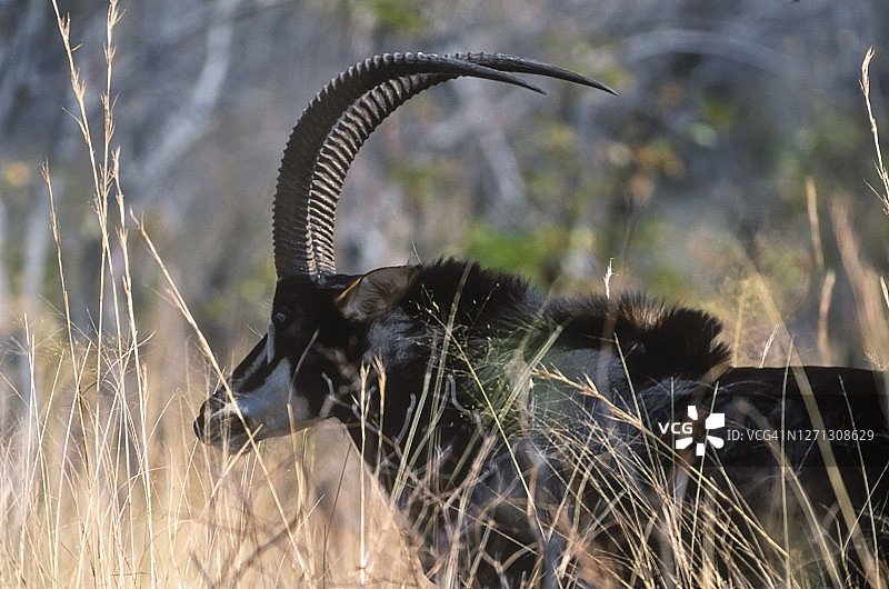 黑马羚，乔贝国家公园图片素材