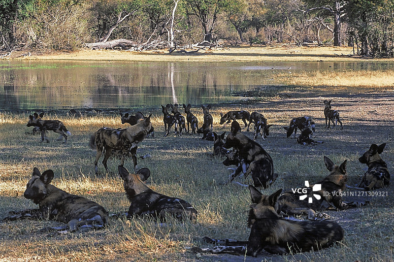 非洲野犬，莫雷米野生动物保护区图片素材