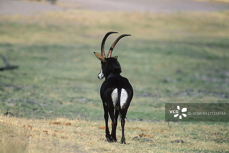 黑马羚，乔贝国家公园图片素材