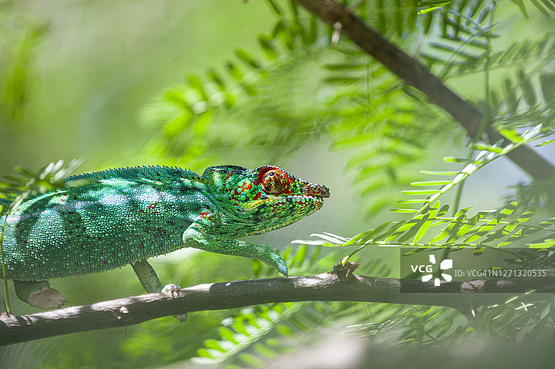 变色龙在金合欢树上 - 豹纹变色龙图片素材