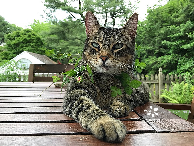 戴草莓藤项圈的虎斑猫图片素材