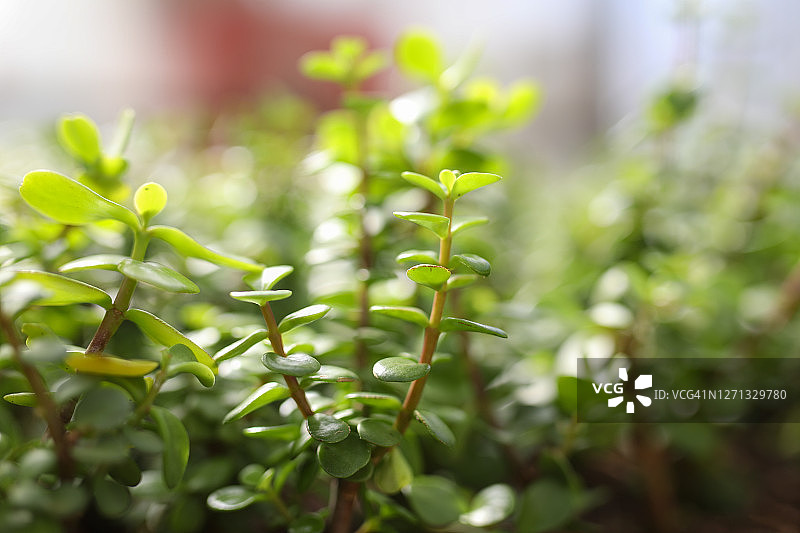 苗圃中一棵spekboom植物的特写图片素材