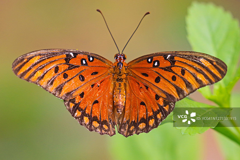 张开翅膀的激情花凤蝶图片素材