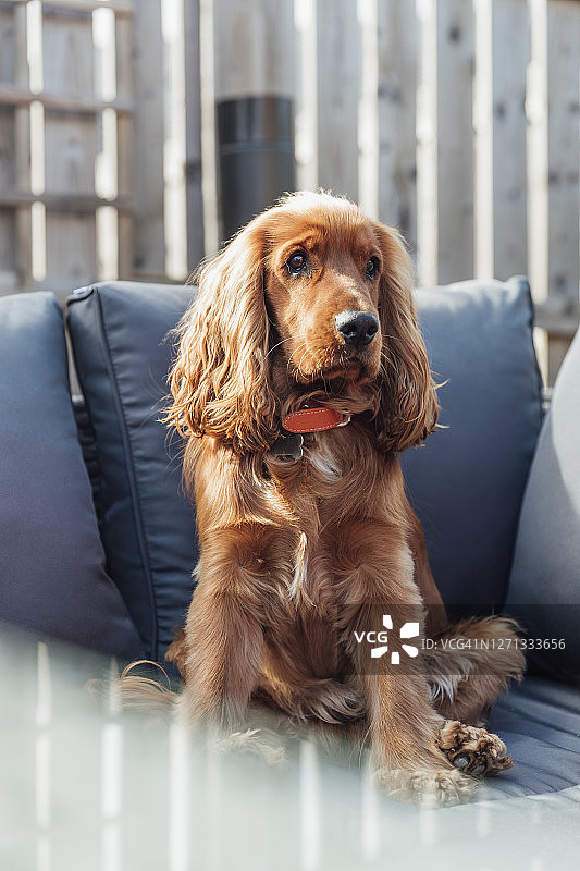 可爱可卡犬图片素材
