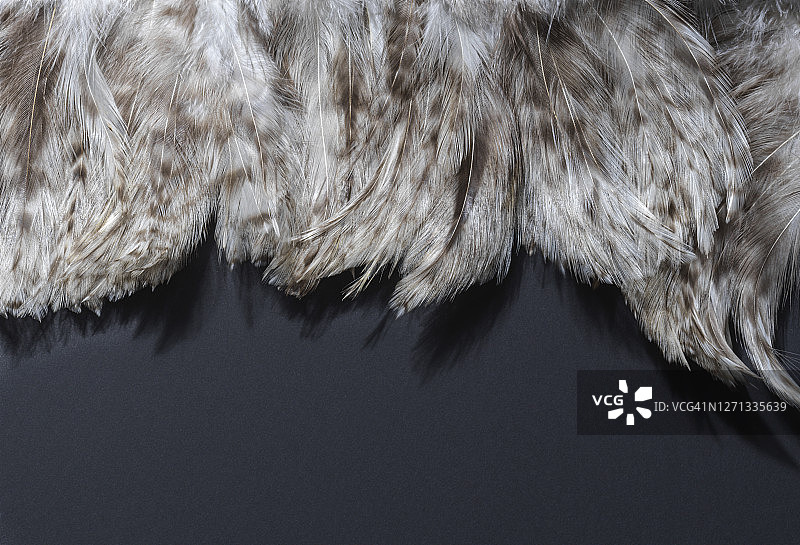 棕色羽毛图片素材