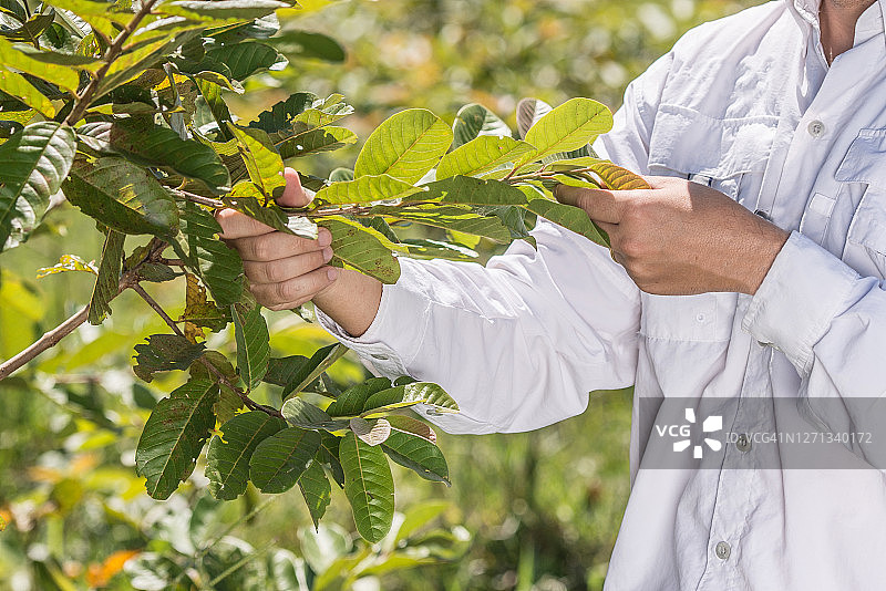 农艺师分析植物图片素材