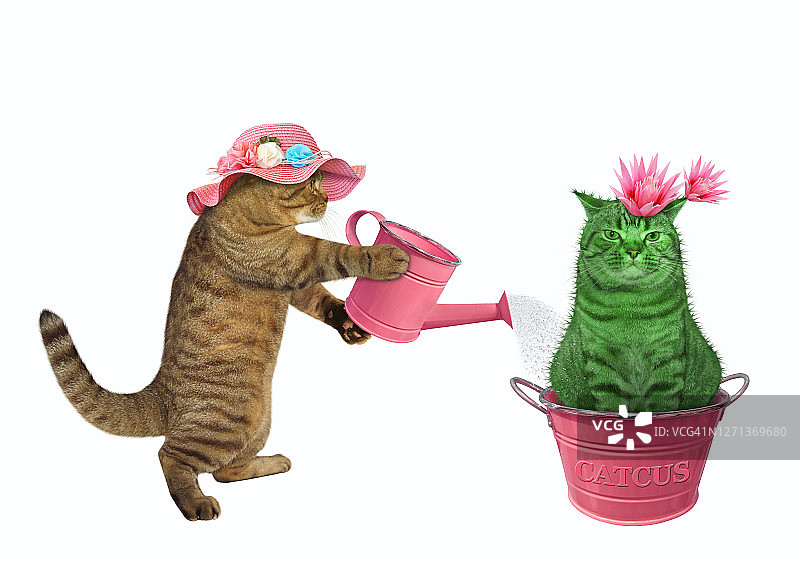 猫在金属盆里给仙人掌浇水图片素材