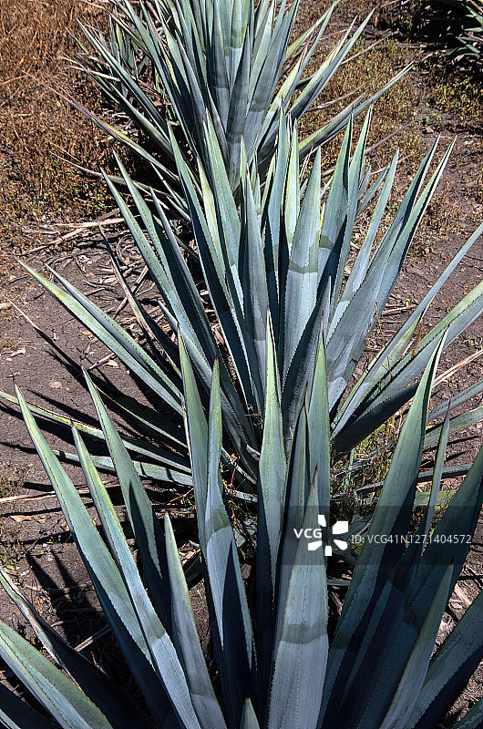 农田里生长的蓝色龙舌兰图片素材