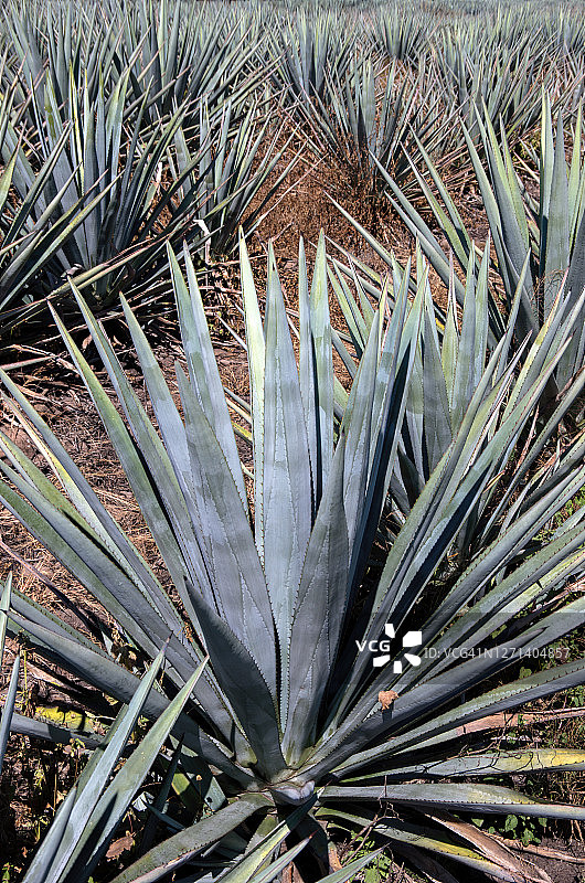 农田里生长的蓝色龙舌兰图片素材