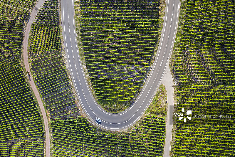 葡萄园中的蜿蜒道路图片素材