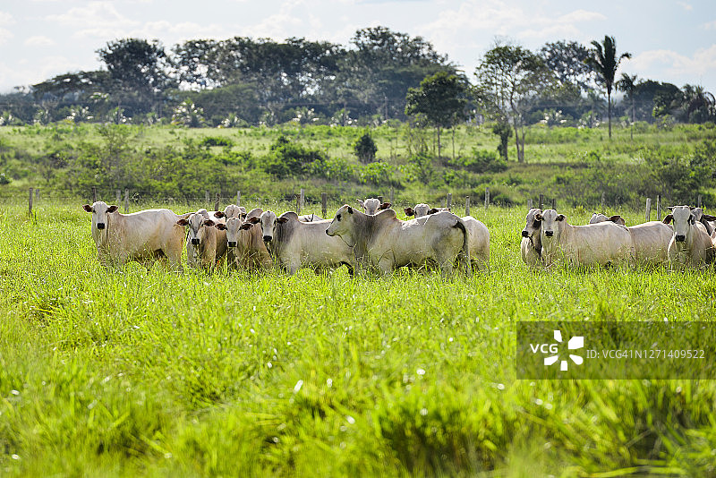 绿色牧场中的内洛尔牛图片素材