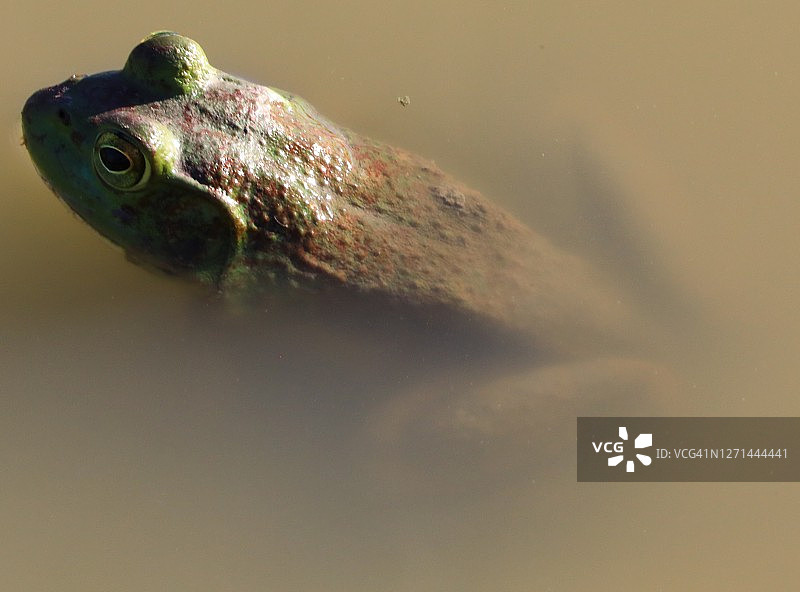 美国牛蛙图片素材