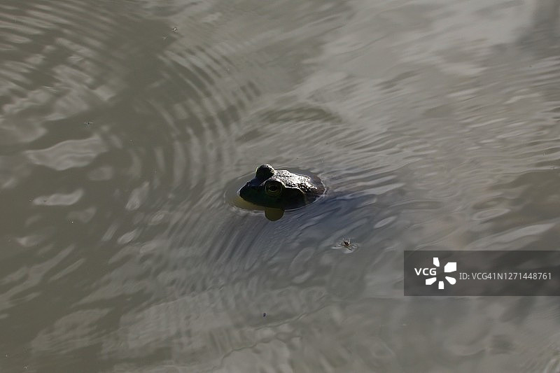 美洲牛蛙图片素材