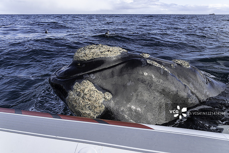 好奇的南露脊鲸靠近阿根廷瓦尔德斯半岛新湾的船只图片素材