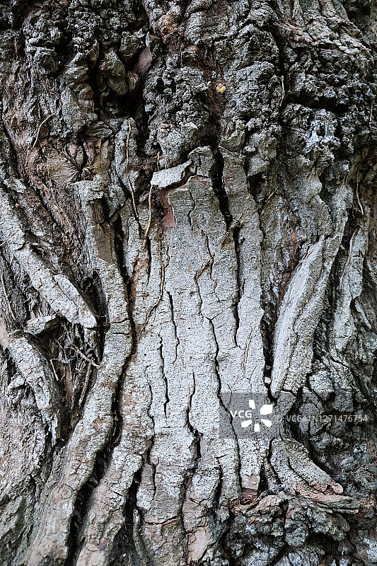 黑杨树干图片素材