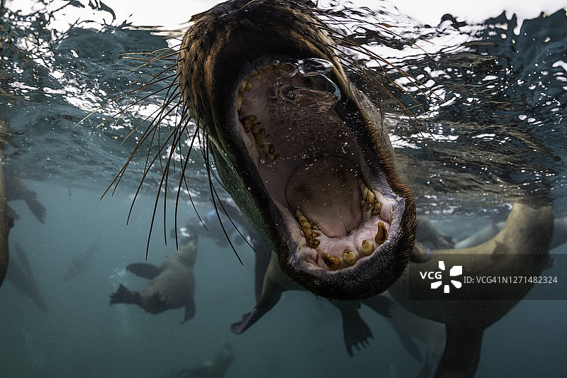 在海狮栖息地，南美海狮张开嘴，阿根廷瓦尔德斯半岛新戈尔夫图片素材
