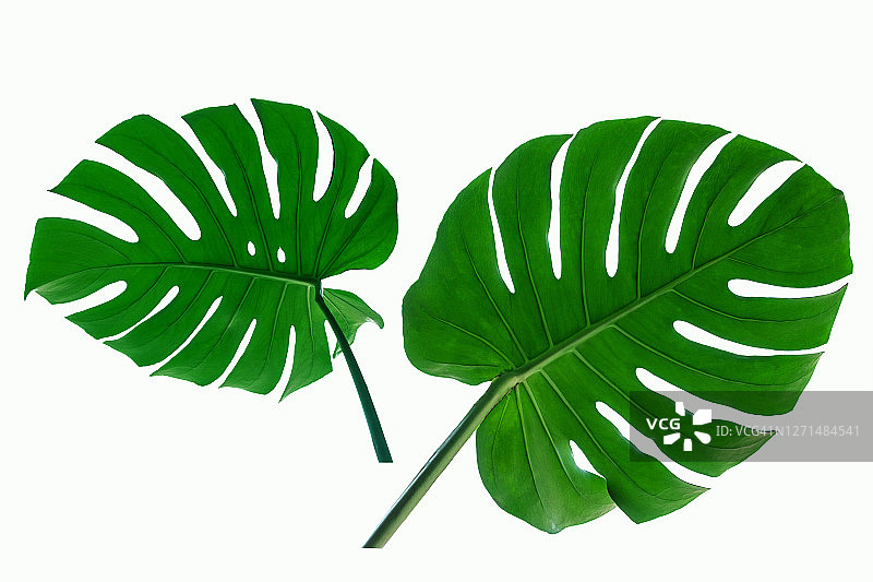 白色背景下美丽的热带龟背竹叶图片素材