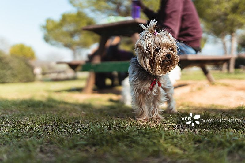 宁静的约克郡图片素材
