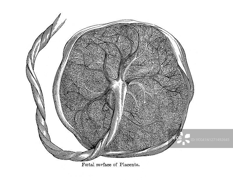 人类胎盘的古老雕刻插图，胎盘的胎儿表面图片素材