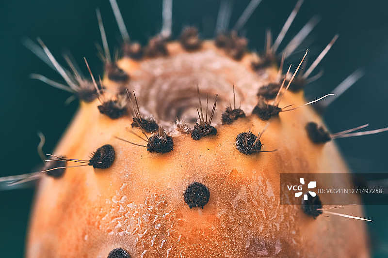 印度野生仙人掌成熟果实图片素材