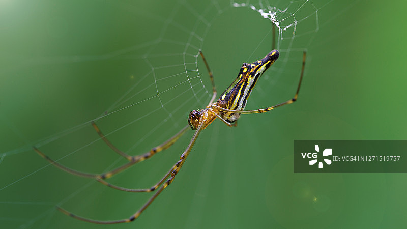 泰国丛林中，结网的精美金色圆蛛，等待猎物的优雅但无情的掠食者的微距照片图片素材
