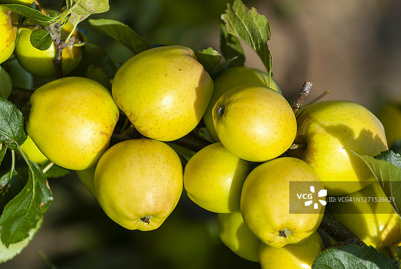 成熟的苹果图片素材