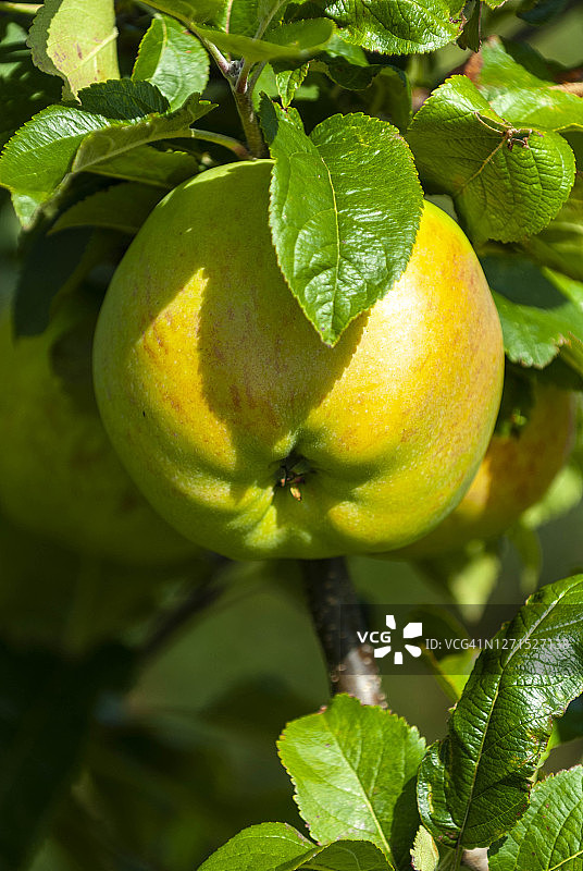 成熟的苹果图片素材