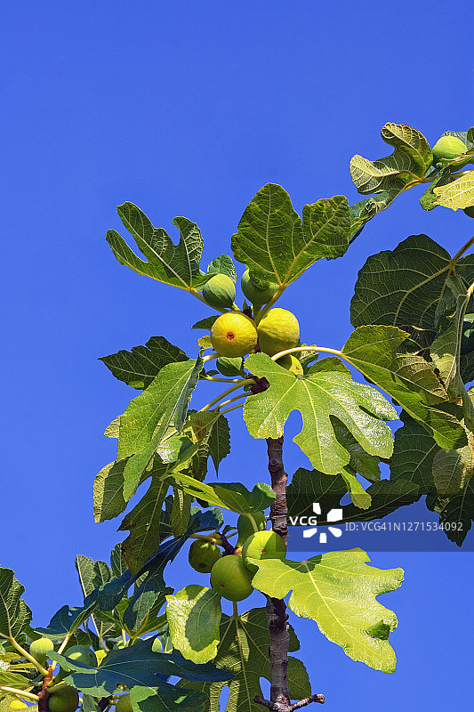 带有叶子和果实的无花果树枝图片素材