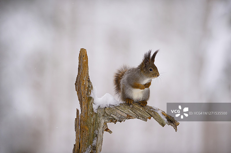 树枝上的松鼠图片素材