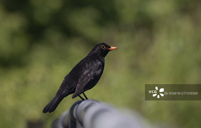 雄性乌鸫图片素材