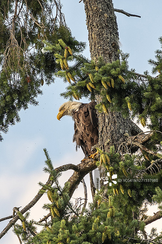 白头海雕栖息在树枝上图片素材