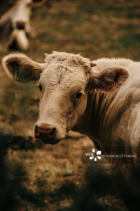 清晨在农田里的夏洛莱母牛，情绪化照片图片素材