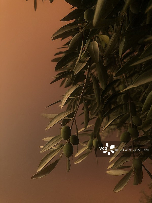 门多西诺国家森林火灾图片素材