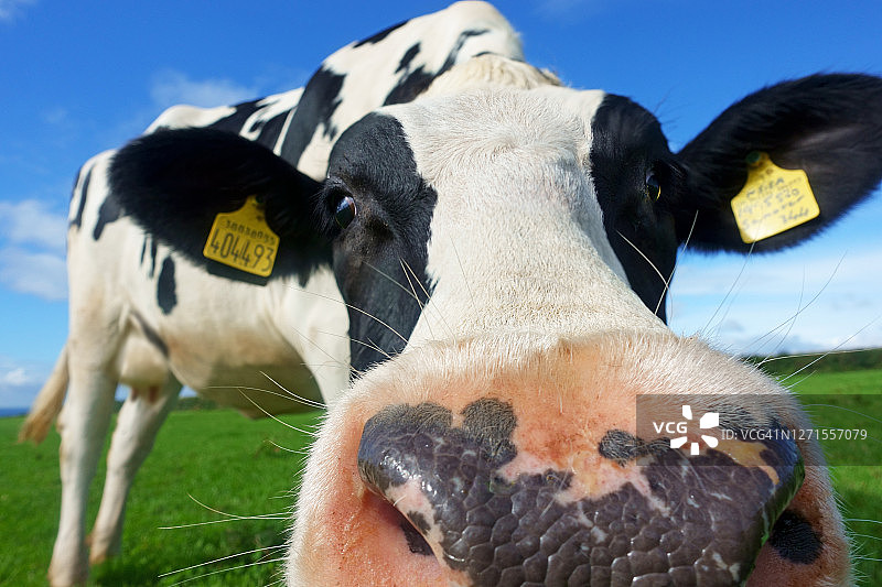 看着镜头的弗里斯兰奶牛图片素材