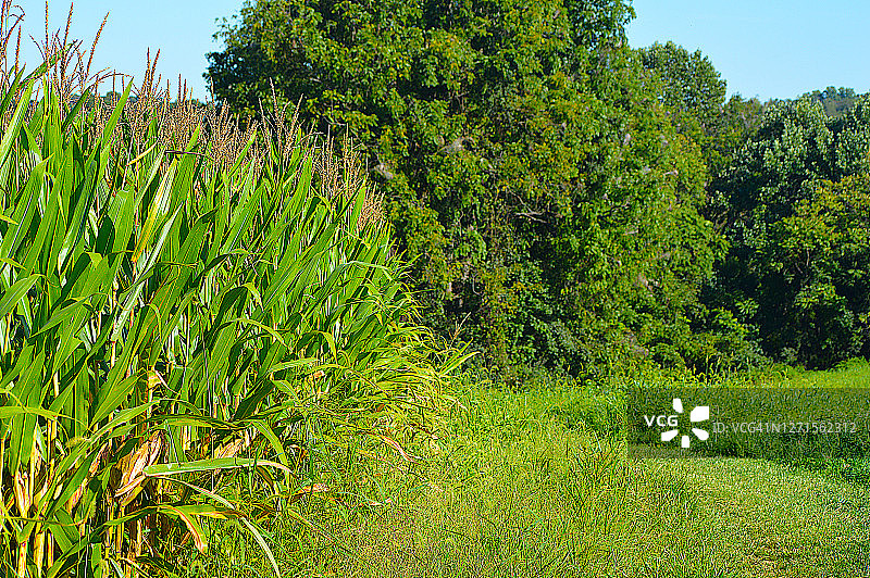 玉米田图片素材