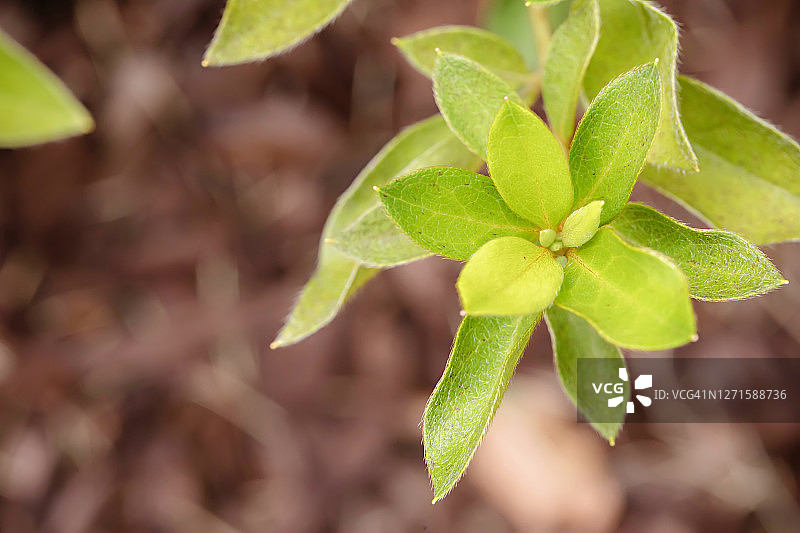 花园里的绿色植物叶子——环境、社会和公司治理图片素材