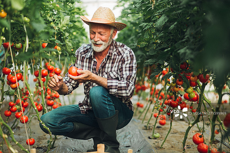 快乐的年长农民从花园里采摘成熟的西红柿图片素材
