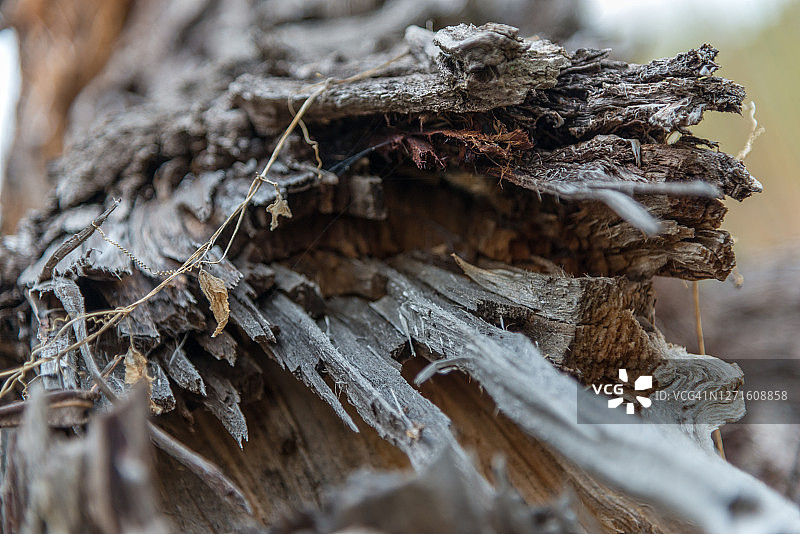 树干木屑细节图片素材