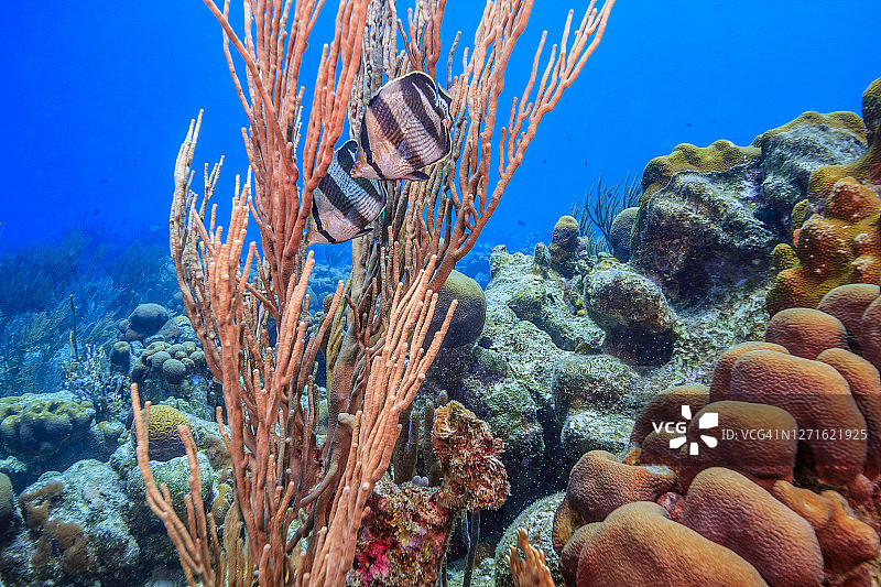 加勒比珊瑚花园图片素材