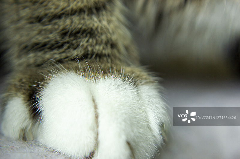 地毯背景上的家猫爪子特写图片素材