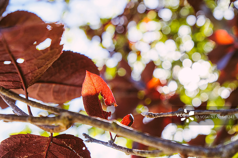 稠李树上的秋叶图片素材