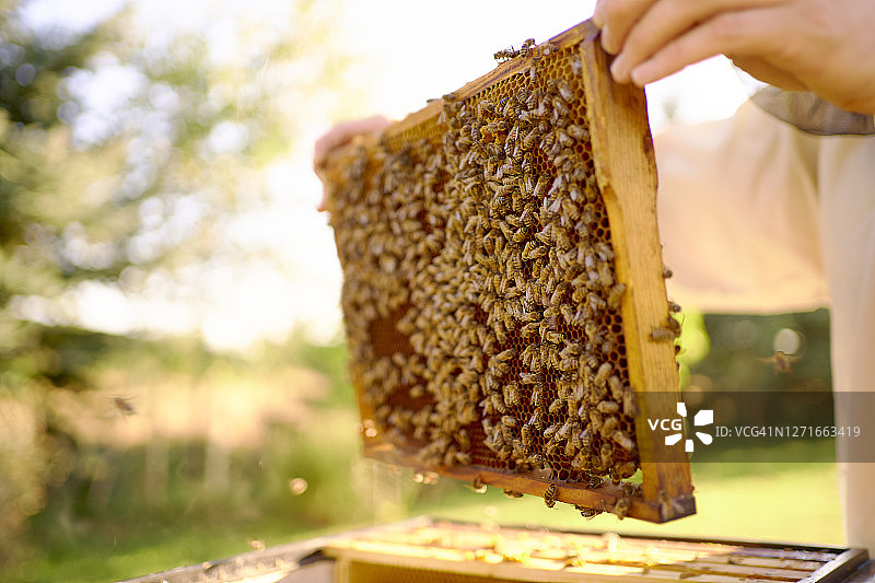 养蜂人图片素材