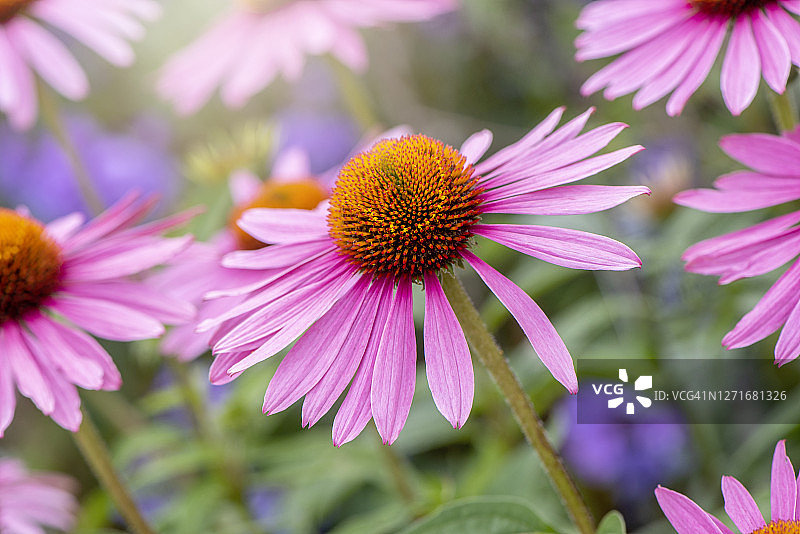 美丽夏日盛开的紫锥菊粉色花朵特写图片素材