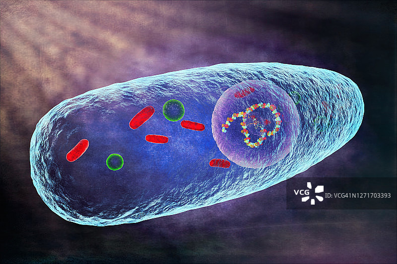 多杀性巴氏杆菌插画图片素材