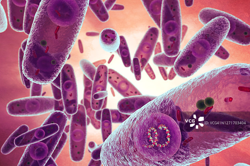 多杀巴氏杆菌示意图图片素材