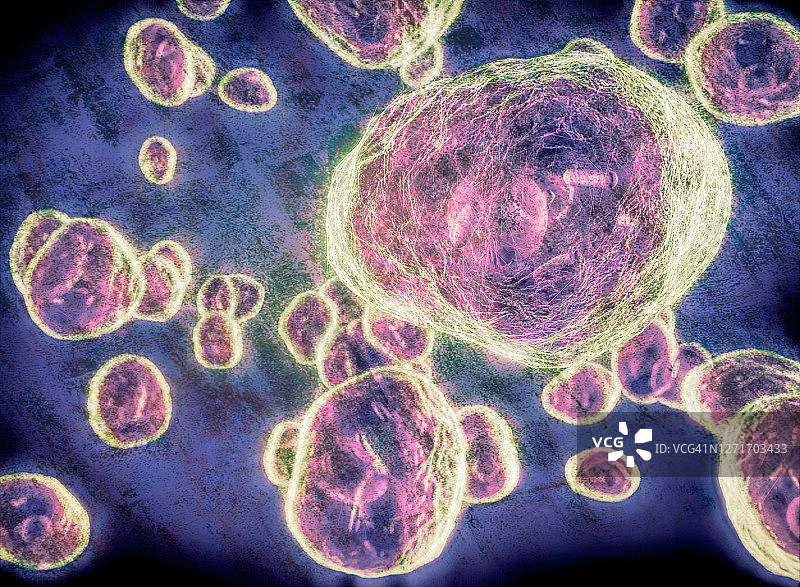 肺孢子菌真菌，图示图片素材