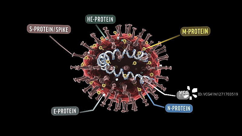 新冠病毒结构图图片素材
