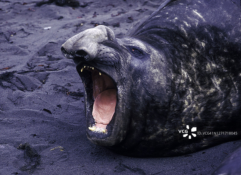 乔治国王岛，2011年8月20日：一头象海豹对摄影师的存在感到愤怒图片素材